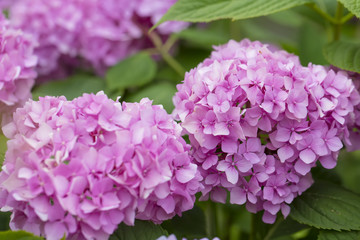 Hydrangea flowers in a garden