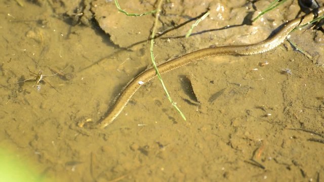 Ringelnatter, Natrix natrix, junge Schlange in einem Wassergraben