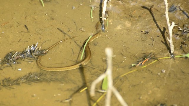 Ringelnatter, Natrix natrix, junge Schlange in einem Wassergraben