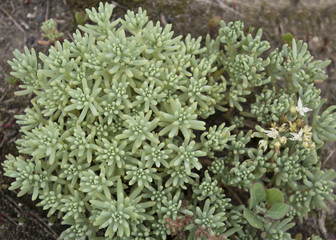 Sedum