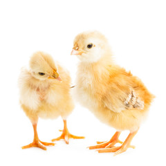 Cute chicks