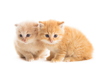 Two red kittens