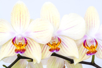 Orchidee