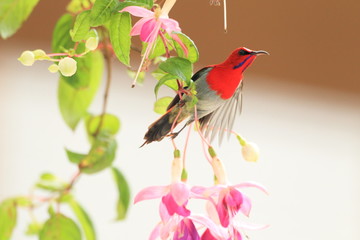 Temminck's sunbird (Aethopyga temminckii) in Malaysia
