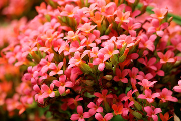 Pink flower : kalanchoe