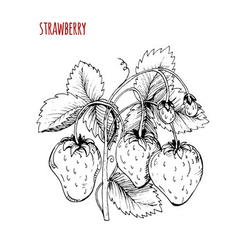 Strawberry drawing. A strawberry bush on a white background. Vec