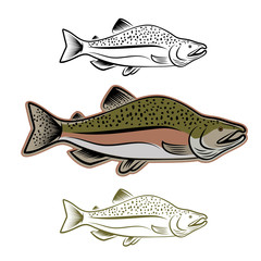 salmon fish illustration set