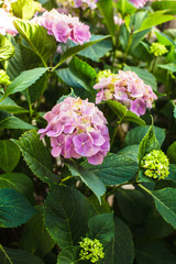 Hydrangea bush