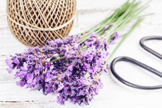 Fresh lavender