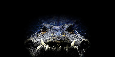 Fototapeta premium Crocodile, Illustration