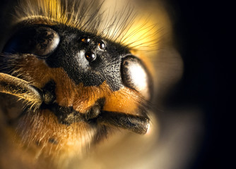 Stacked Photography of Wasp, Stacked 40 Photos, Head
