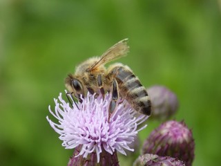 Bee pollinating pink flower