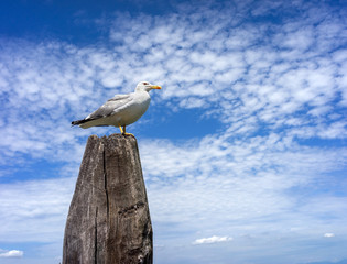 Seagull on the wooden pillar
