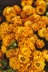 Orange chrysanthemum