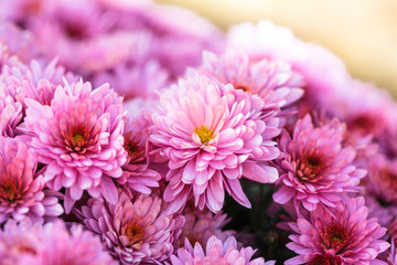 Obraz premium Pink chrysanthemum