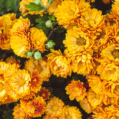 Orange chrysanthemum