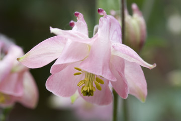 Aquilegia Vulgaris