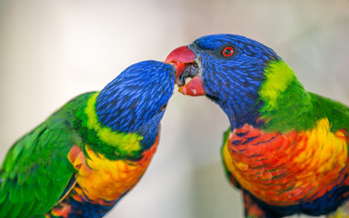 Two rainbow lorikeets exchanging food