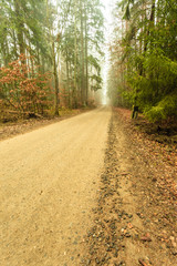 Pathway through the misty autumn forest