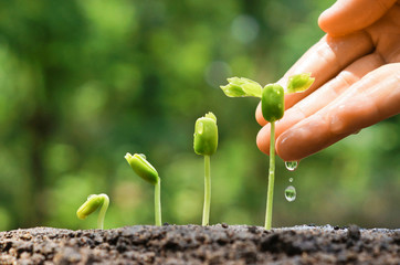 hand nurturing and watering young baby plants growing in germination sequence on fertile soil with...