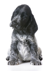 cute puppy