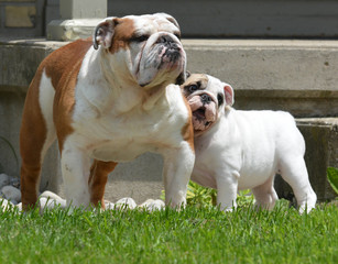 Fototapeta premium bulldog puppy and adult