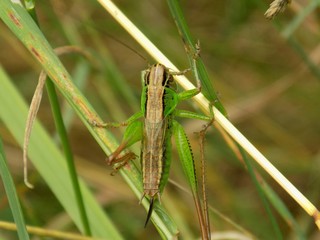 Grasshopper