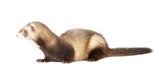 young ferret
