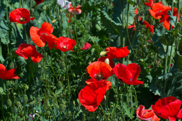 Blossoming poppies in summer sunny day.