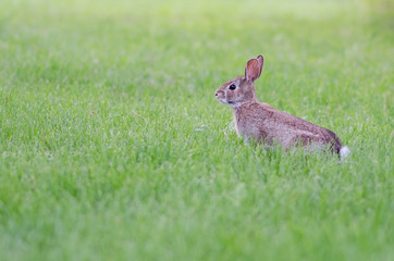 Rabbit in grass