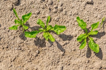 Young beet field close view