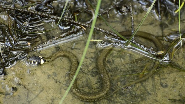 Ringelnatter, Natrix natrix, junge Schlange in einem Wassergraben