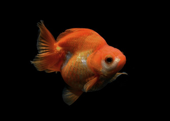 Goldfish isolated on black