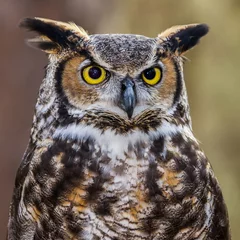 Printed roller blinds Owl Great Horned Owl Portrait