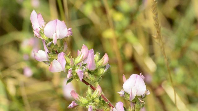 Dornige Hauhechel, Ononis spinosa, Heilpflanze