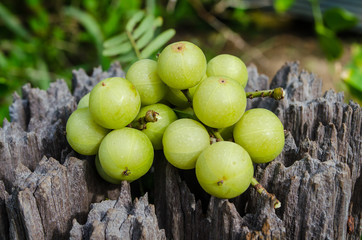 Fruit