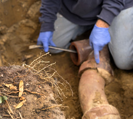 Plumber Digging Tree Roots Out of Clogged Clay Ceramic Sewer Pipe