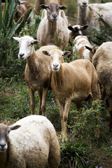 A herd of goats on a farm