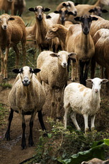 A herd of goats on a small farm