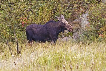 Female Moose, Alces alces, in fall