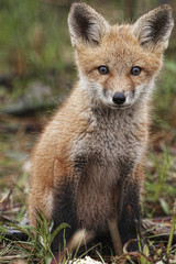 Naklejka na ściany i meble Young curious Red Fox, Vulpes vulpes