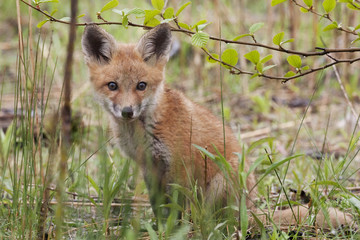 Young Red Fox, Vulpes vulpes