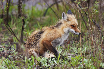 Adult Red Fox, Vulpes vulpes