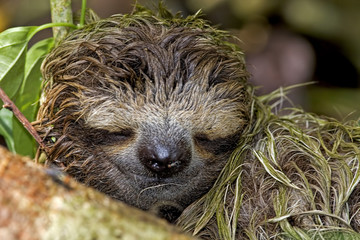 Portrait view of a sloth