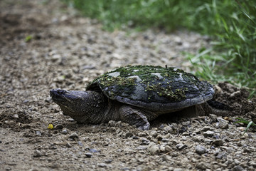 Snapping Turtle, Chelydra serpentina, laying eggs by the roadside