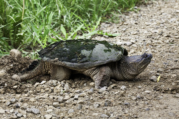 Fototapeta premium Snapping Turtle, Chelydra serpentina, laying eggs by the road edge