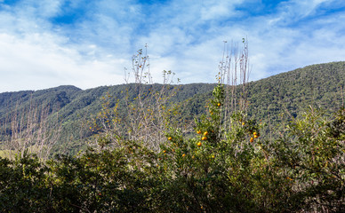 Obraz premium Pomar, colina e céu azul