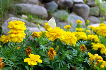 Obraz premium 꽃과나비