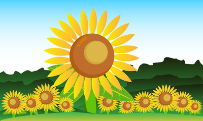 Sun Flower at the garden