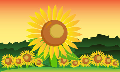 Sun Flower at the garden